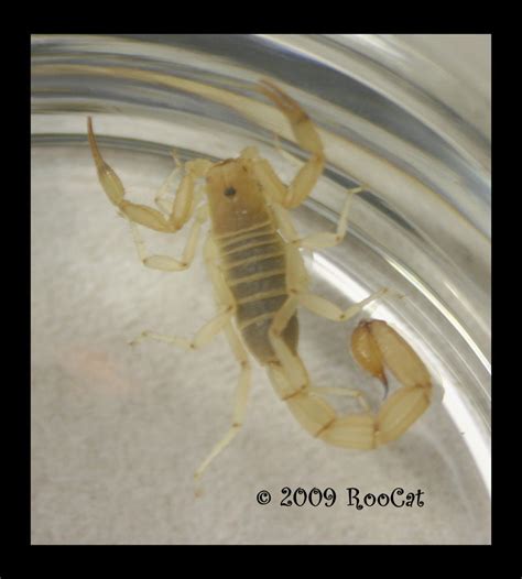 Bark Scorpion Relaxed by RooCat on DeviantArt