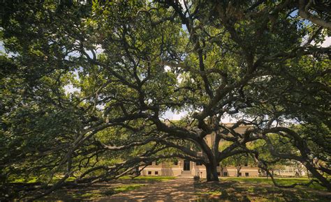 century tree photograph  joan carroll pixels