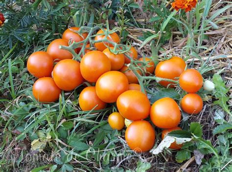 Zlatava Tomate De Charme