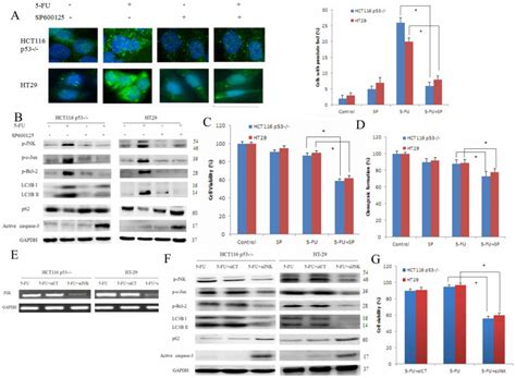 A Hct P And Ht Cells Were Treated With Fu With Or Without