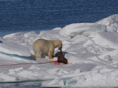 2023 Svalbard in Depth Cruise - Day 7 Torellneset - Cruise Talk