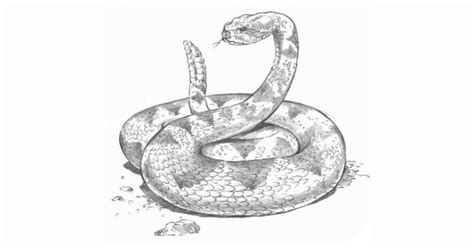 How To Draw A Rattlesnake Really Easy Drawing Tutoria