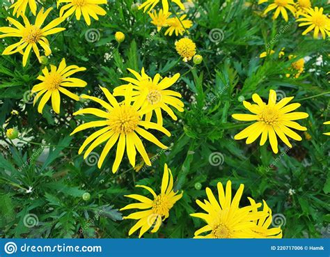 Euryops Chrysanthemoides Flores Foto De Archivo Imagen De Planta Fresco 220717006