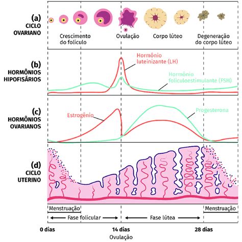 5 Ciclo Menstrual A Ciclo Ovariano B Taxa Sanguínea Dos Hormônios Download Scientific