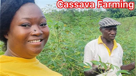 He Planted Over 10 Acres Of Cassava All You Need To Know About Cassava Farming In Liberia