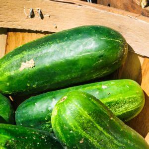 How To Prune Cucumbers A Beginner S Guide Creative Homemaking