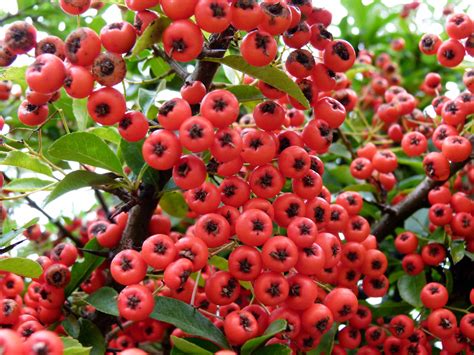 berries   fablesandfloracom