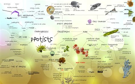 Kingdom Protista Chart