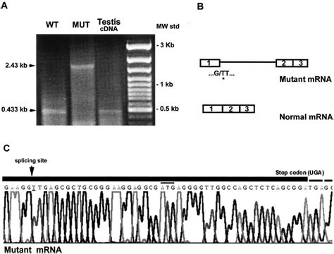 In vitro expression of StAR minigene in COS cells. A, A 1% agarose gel ... 