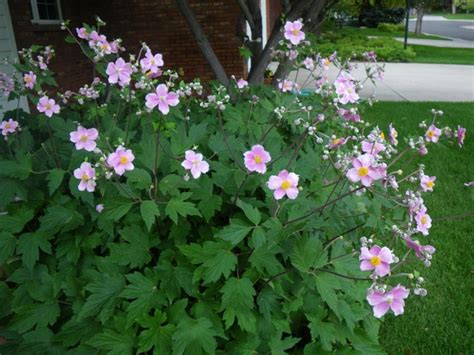 Japanese Anemone September Charm Plant Profile Sylvan Gardens