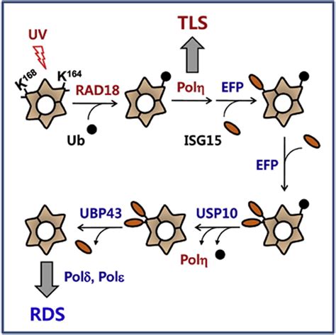 Modification Of Pcna By Isg15 Plays A Crucial Role In Termination Of