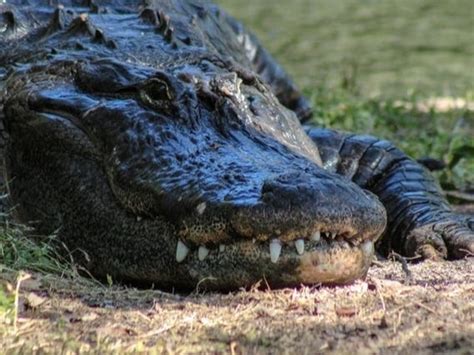 Alligators Spotted At Lake Worth Dallas Tx Patch