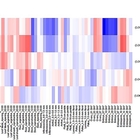 Spatio Temporal OsSAT Gene Expression Of Various Tissues Organs