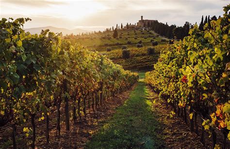 Italian Wine Regions – Discover the Wines of Italy | Total Wine & More