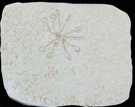 Floating Crinoid Saccocoma Solnhofen Limestone For Sale 58291