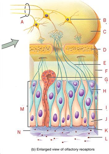 Anatomy II Exam 1 Photos Flashcards Quizlet