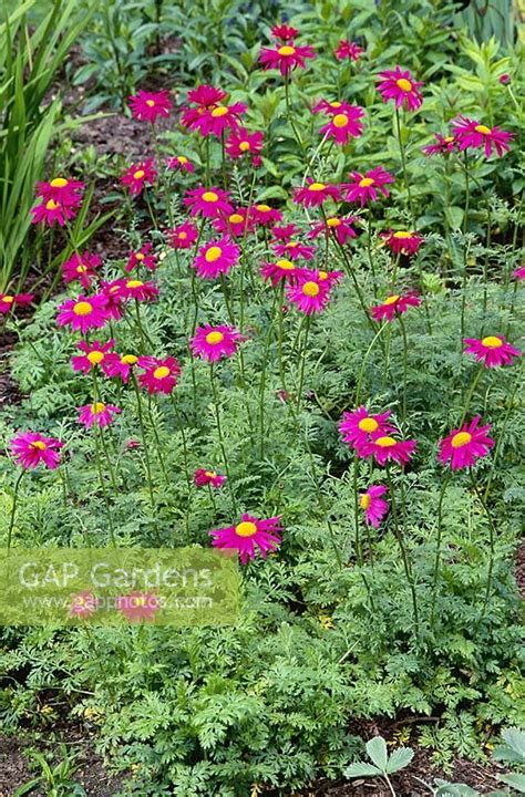 Tanacetum coccineum ... stock photo by Howard Rice, Image: 0513547