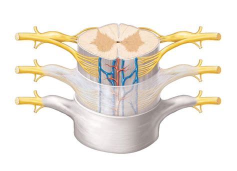 Structures of the Spinal cord (anterior view) Diagram | Quizlet