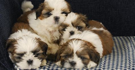 How Often Do Shih Tzus Go In Heat