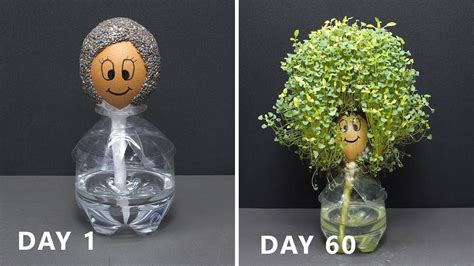 growing chia seeds  egg  days time lapse chia pet  chia pet