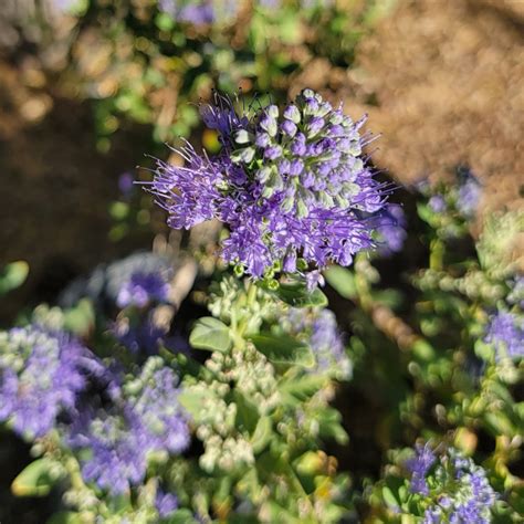 Dark Knight Shrub Blue Mist Bluebeard Desert Shade Nursery