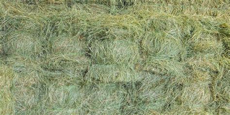 Hay Feeding Essentials: Types, Alternatives & Feeding Practices