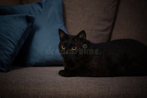 Black Cat on Couch in Night Stock Image - Image of house, beautiful ...