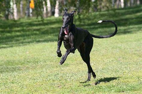 Razas Españolas Principales Características Del Galgo Mascotalia