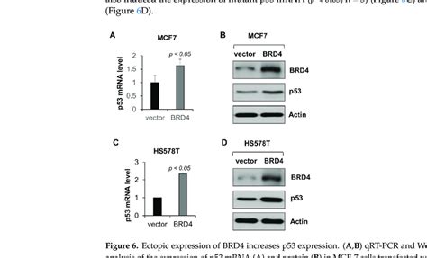 Ectopic Expression Of Brd4 Increases P53 Expression Ab Qrt Pcr And