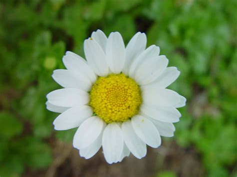 Download Charming Daisy Flower Picture | Wallpapers.com