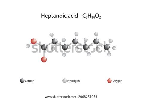 Molecular Formula Heptanoic Acid Heptanoic Acid Stock Vector (Royalty ...