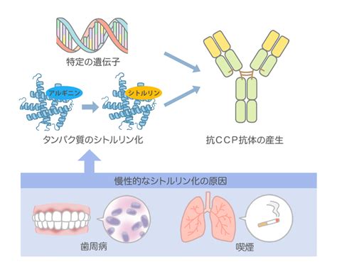 抗ccp抗体陽性 築地リウマチ膠原病クリニック