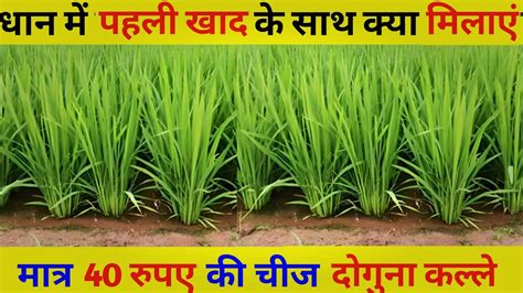 धन क रपई क समय कन स खद डल dhan me kalle kaise badhaye