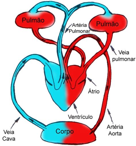 Sistema Venoso Sistema Circulatório Humano Anatomia Infoescola