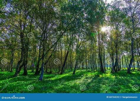 Birch Grove And Sunlight At Autumn Day Stock Image Image Of Autumn