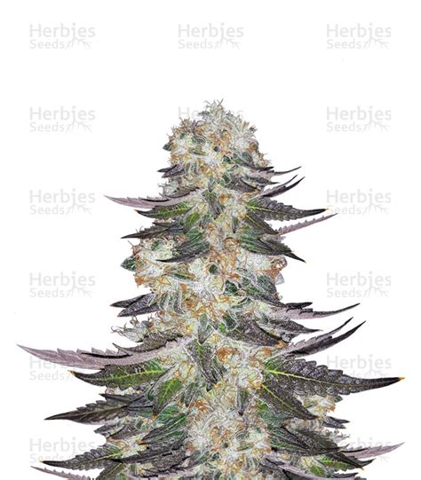 Gelato Feminized Seeds For Sale By Blimburn Seeds Herbies Seeds