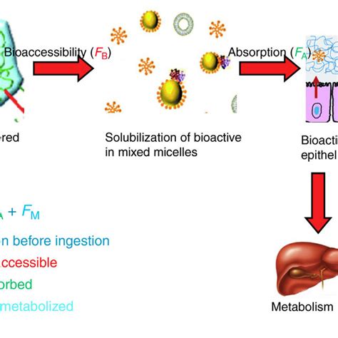 2 Factor Affecting The Bioavailability Of The Bioactive Compounds