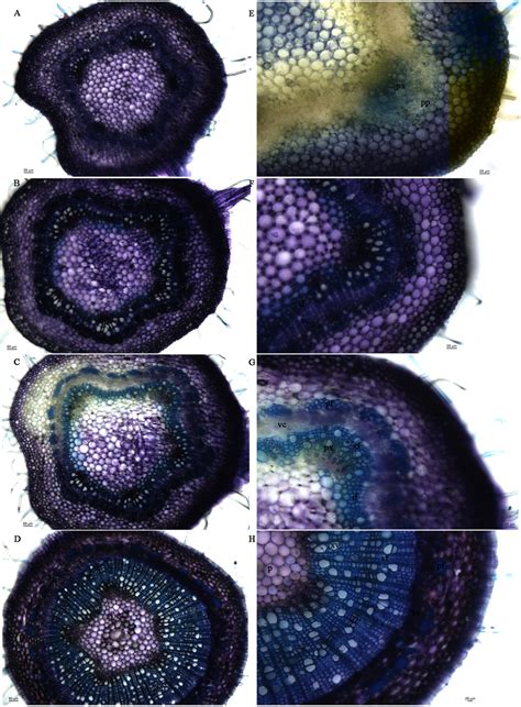 sectioning  stem segments   month  white poplar trees