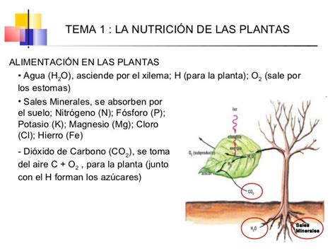 Tema 01 La Nutrición De Las Plantas