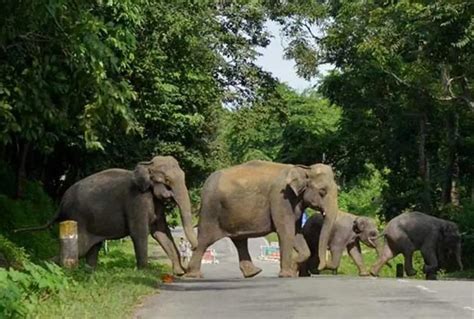 Elephants Kill Villager In Assam 1 Tusker Dies Of Electrocution National News Inshorts