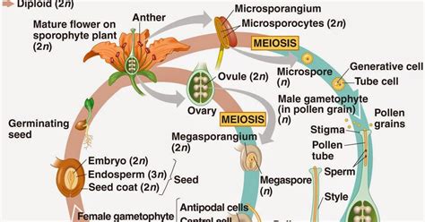 Odd Organisms Angiosperm Life Cycle