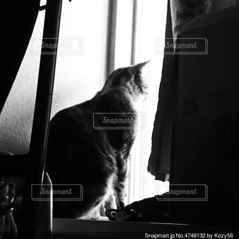 窓辺の猫の写真・画像素材 4748132 Snapmart（スナップマート）