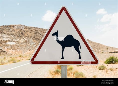 Camel Warning Hi Res Stock Photography And Images Alamy