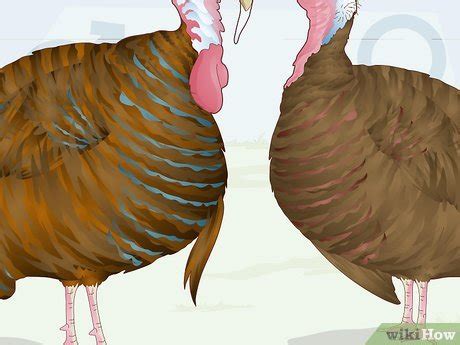 How To Sex Turkeys Different Physical Signs Identifiers