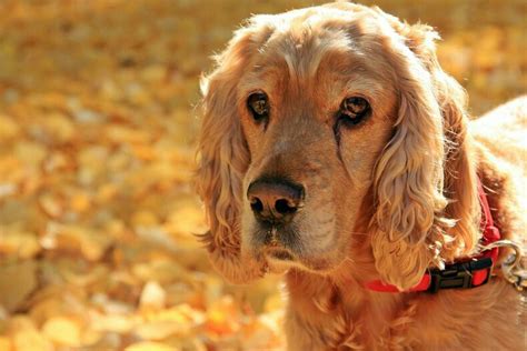 Cocker Spaniel Grisou Im Herbstlaub English Cocker Spaniel Spaniels