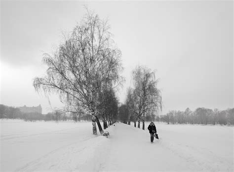 Березовая аллея | Фотосайт СуперСнимки.Ру