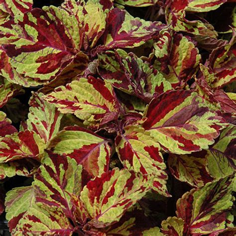 Wizard Mosaic Coleus Buchanans Native Plants