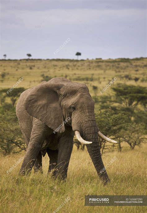 Huge Bull Elephant — vitality, field - Stock Photo | #165687290