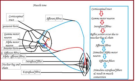 Muscle Tone And Physiology Of Muscle Tone Muscle Tone Definition