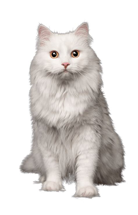 Корма Leo&Lucy для собак и кошек | сбалансированный, полнорационный ...